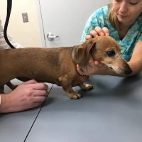 Laytonsville Veterinary Practice ico