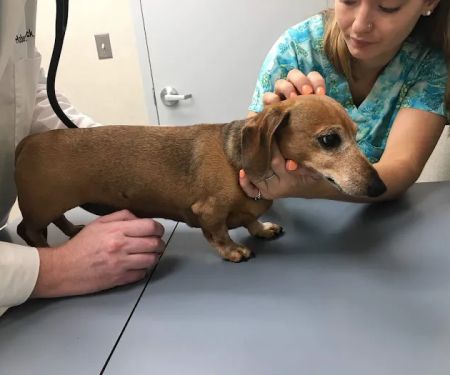 Laytonsville Veterinary Practice