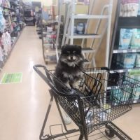 Petco ico