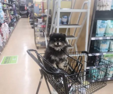 Petco