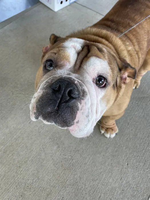 Town & Country Animal Clinic Picture 4