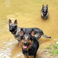 Town & Country Animal Clinic ico