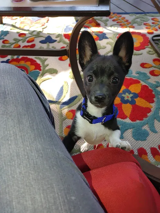 Town & Country Animal Clinic Picture 7