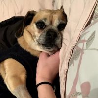 Olney-Sandy Spring Veterinary Hospital ico