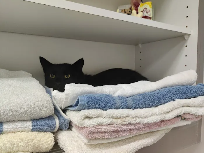 Olney-Sandy Spring Veterinary Hospital Picture 8