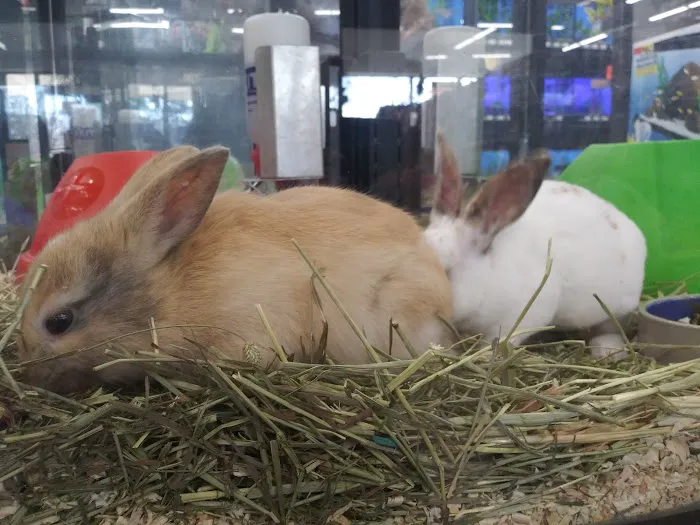 Pet Supermarket Picture 10