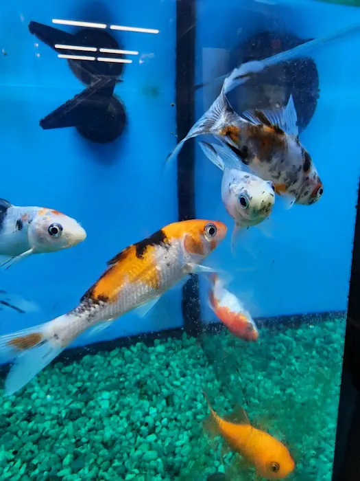 Pet Supermarket Picture 2