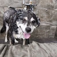 Pet Supermarket ico