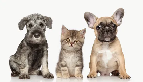 Paw Prints Pet Boutique Picture 1