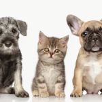 Paw Prints Pet Boutique