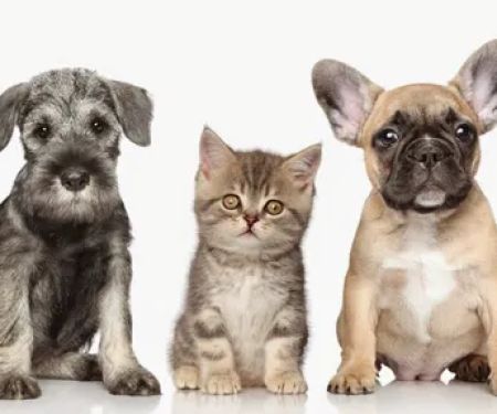Paw Prints Pet Boutique