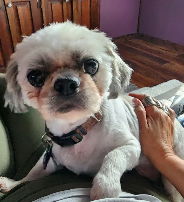 Paw Prints Pet Boutique Picture 4