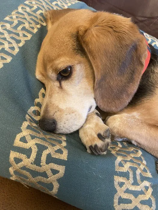My Vet Calls Picture 1