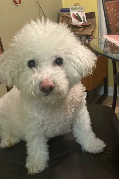 My Vet Calls Picture 5