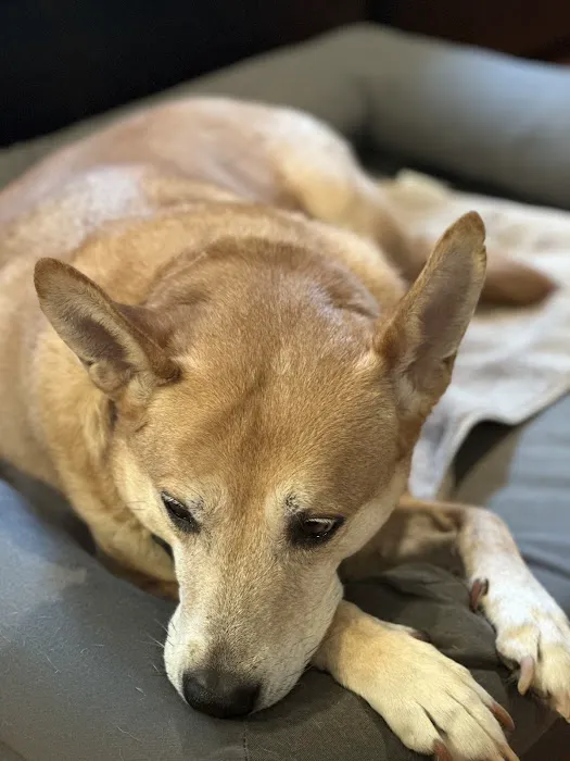 My Vet Calls Picture 2
