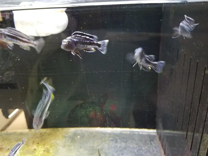 River Valley Pets Picture 2