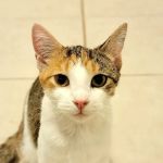 Goshen Animal Clinic