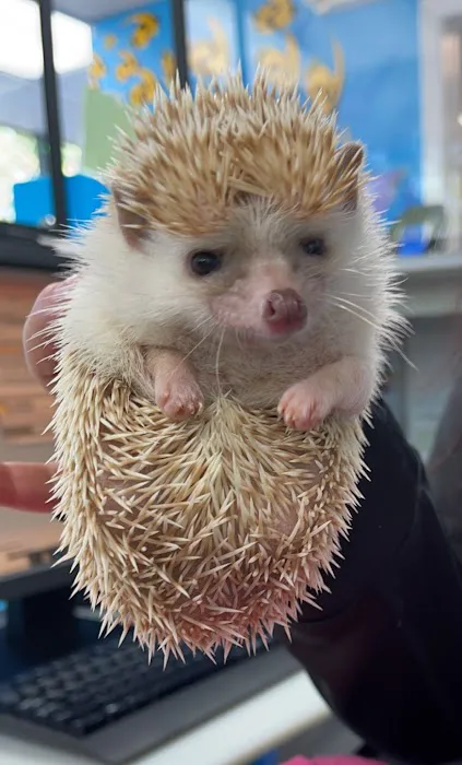 Best Friends' Veterinary Hospital Picture 2