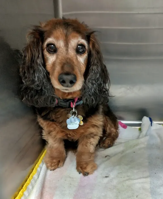 Best Friends' Veterinary Hospital Picture 1