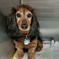Best Friends' Veterinary Hospital ico