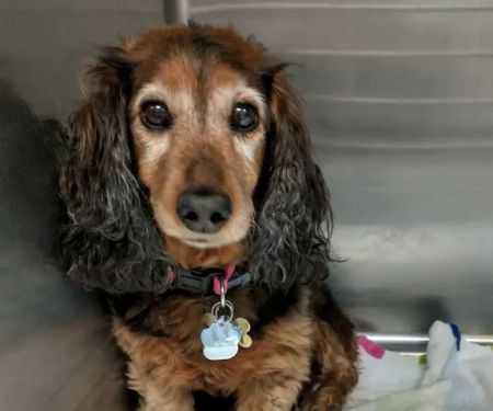 Best Friends' Veterinary Hospital