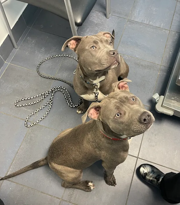Best Friends' Veterinary Hospital Picture 10