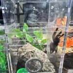 CB&K Exotics