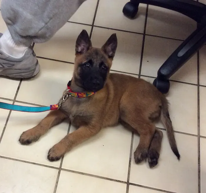 Flower Valley Veterinary Clinic Picture 9