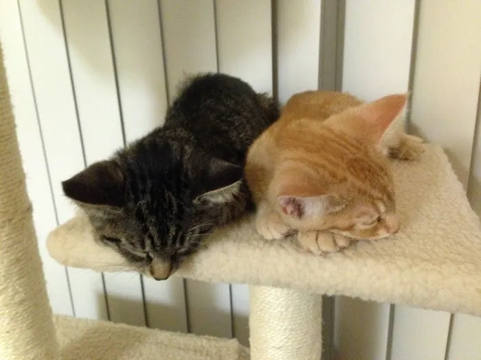 Flower Valley Veterinary Clinic Picture 3