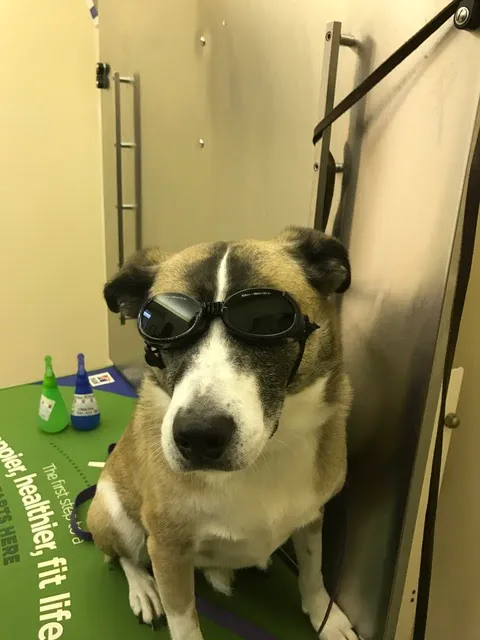 Flower Valley Veterinary Clinic Picture 2