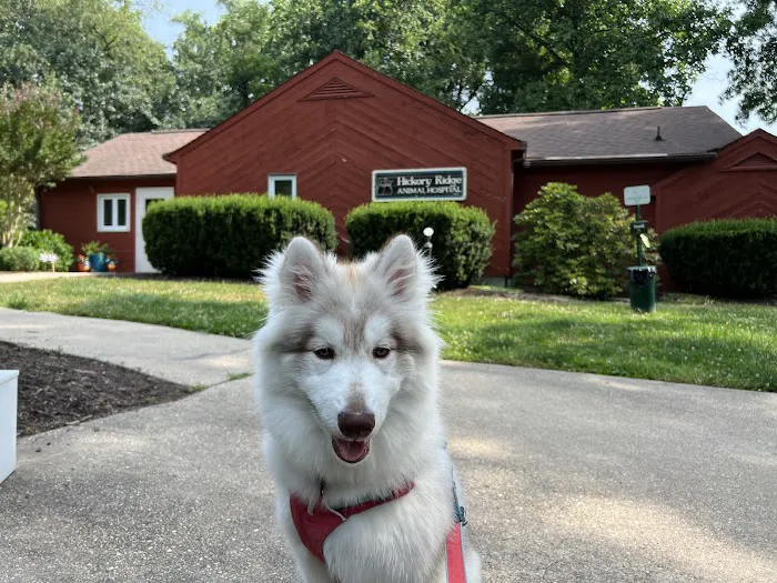 Hickory Ridge Animal Hospital Picture 3