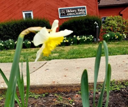 Hickory Ridge Animal Hospital
