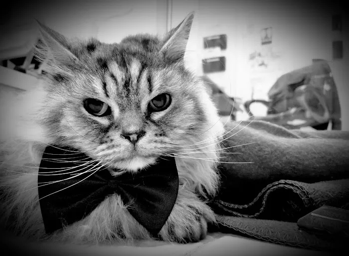 Hickory Ridge Animal Hospital Picture 8