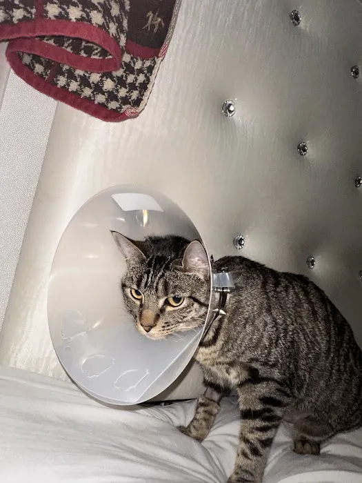 Spay Now Animal Surgery Clinic Picture 2