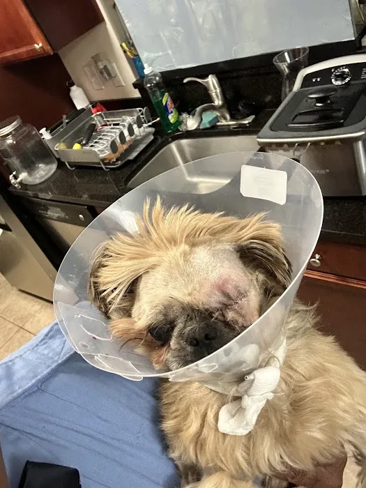 Spay Now Animal Surgery Clinic Picture 10