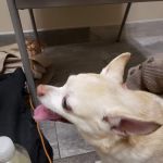 Chesapeake Veterinary Referral Center (CVRC)
