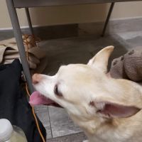 Chesapeake Veterinary Referral Center (CVRC) ico