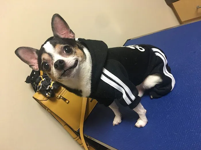 CVCA Cardiac Care For Pets Picture 4