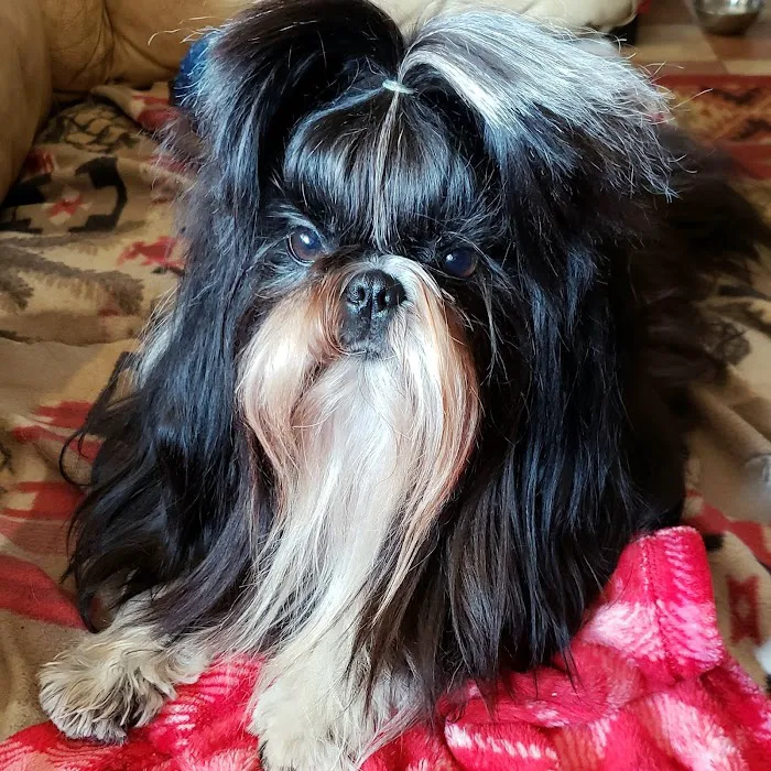 CVCA Cardiac Care For Pets Picture 7