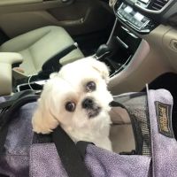Woof Gang Bakery & Grooming Austin ico