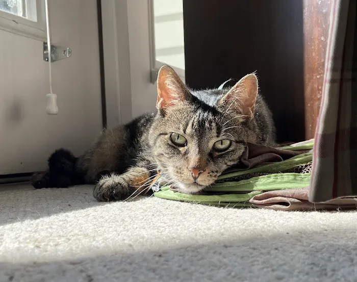 Pet+E.R. Picture 5