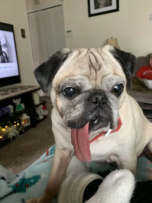 Pet+E.R. Picture 10