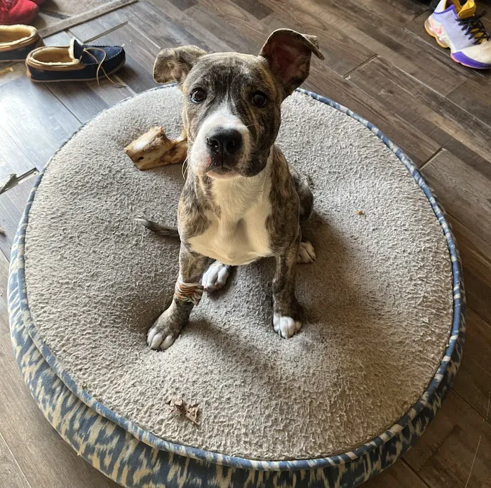 Pet+E.R. Picture 1
