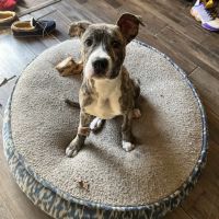 Pet+E.R. ico