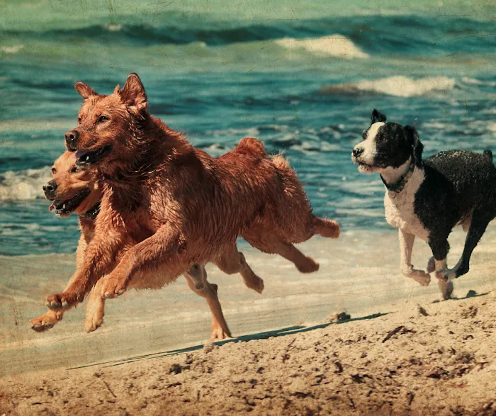 Great Outdogs Picture 10