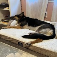 Great Outdogs ico