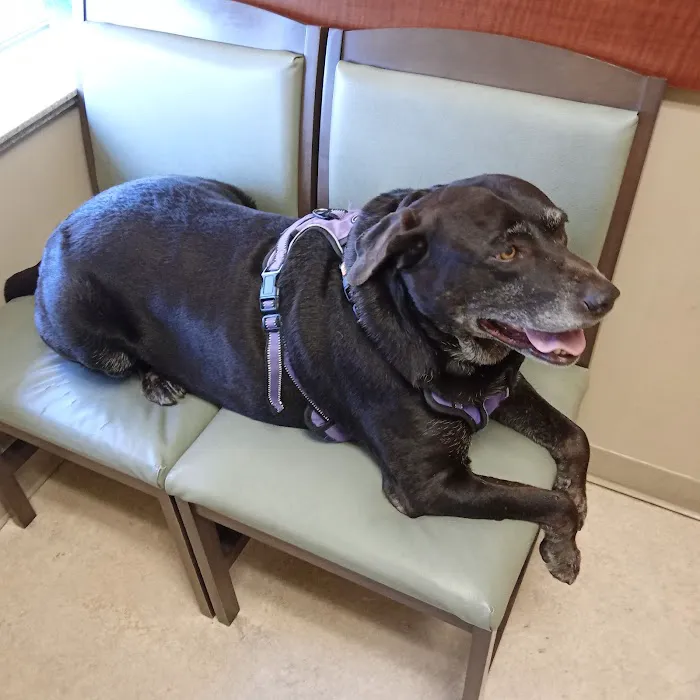 VCA Columbia Animal Hospital at Centre Park Picture 5