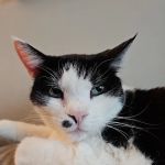 Petco