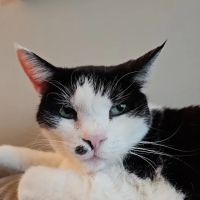 Petco ico