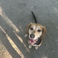 Animal Dental Center ico